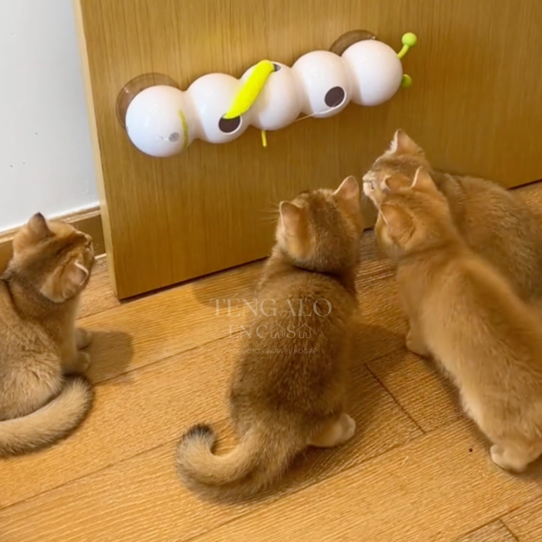 Oruga Interactiva para Gatos